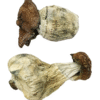 Buy Dino Egg Magic Mushrooms